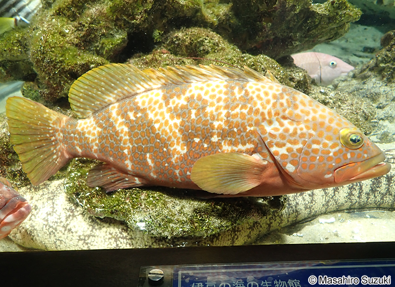 キジハタ Epinephelus akaara