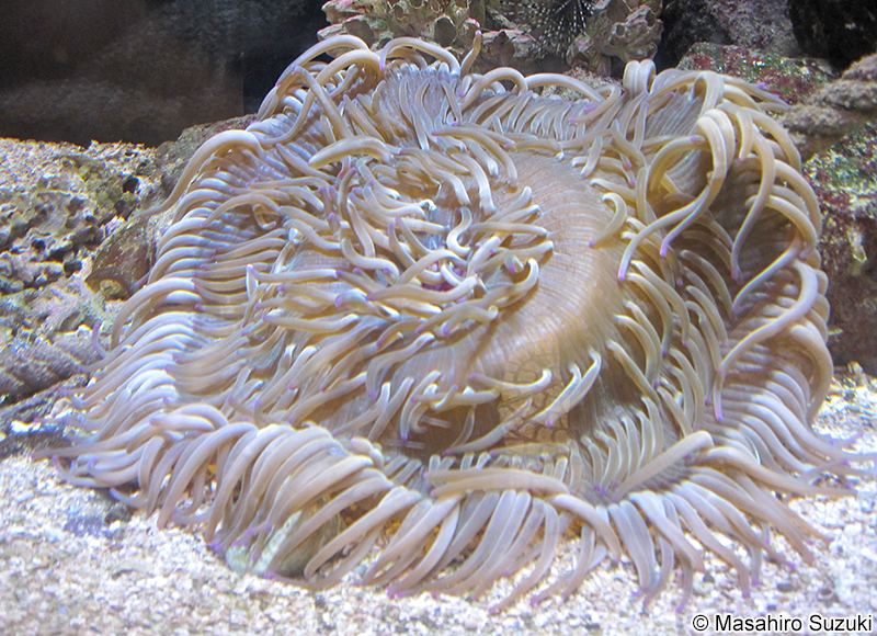 キッカイソギンチャク Antheopsis koseirensis