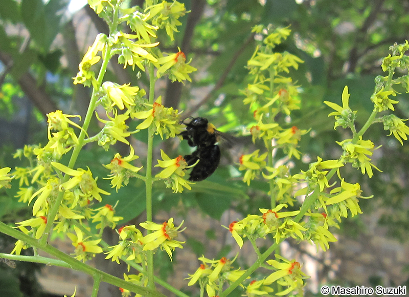 クマバチ(キムネクマバチ) Xylocopa appendiculata circumvolans