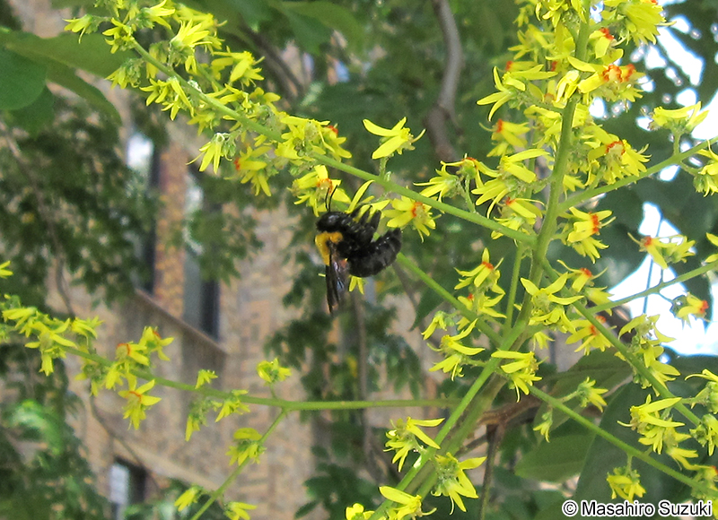 クマバチ(キムネクマバチ) Xylocopa appendiculata circumvolans