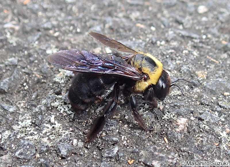 クマバチ(キムネクマバチ) Xylocopa appendiculata circumvolans
