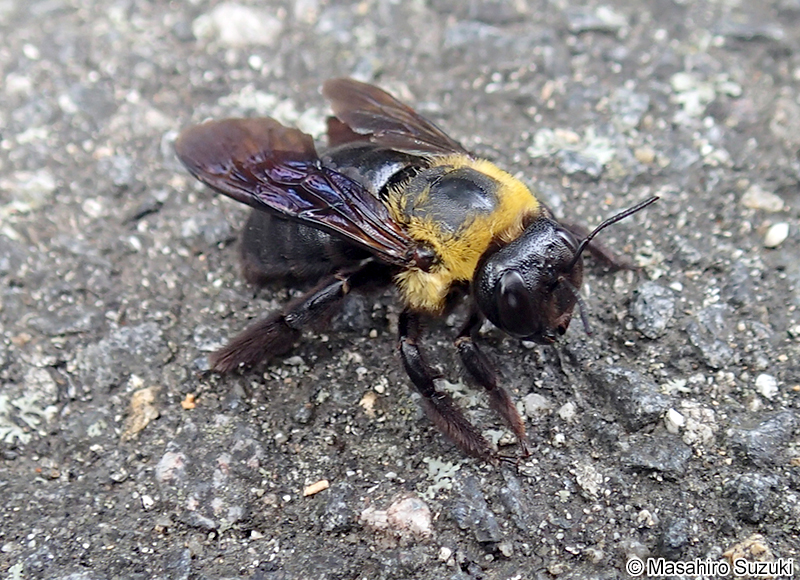クマバチ(キムネクマバチ) Xylocopa appendiculata circumvolans