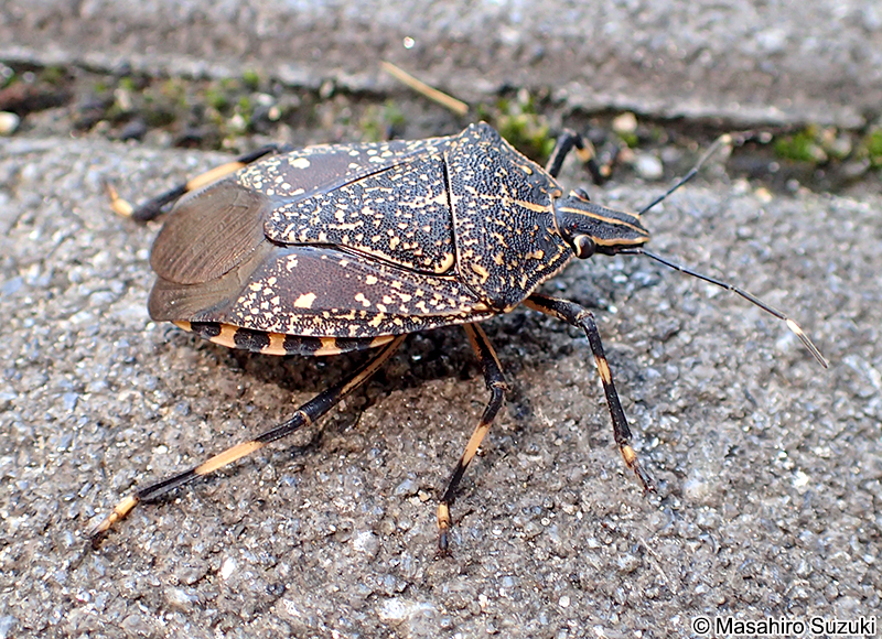 キマダラカメムシ Erthesina fullo