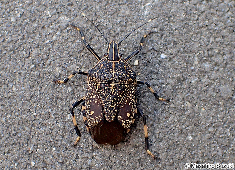 キマダラカメムシ Erthesina fullo