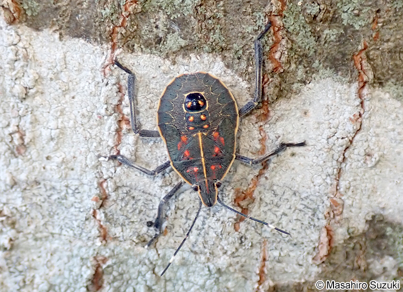 キマダラカメムシの幼虫