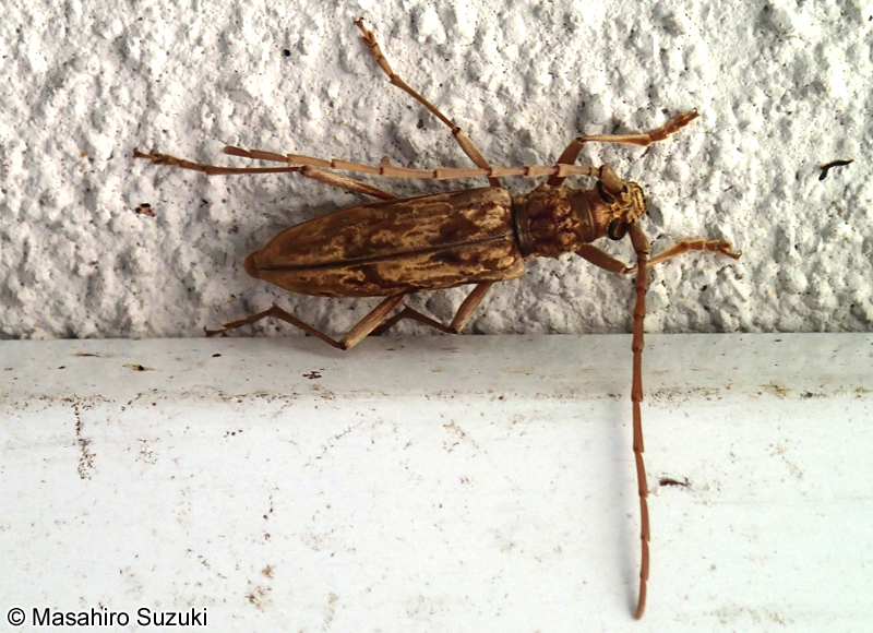 キマダラミヤマカミキリ Aeolesthes chrysothrix chrysothrix