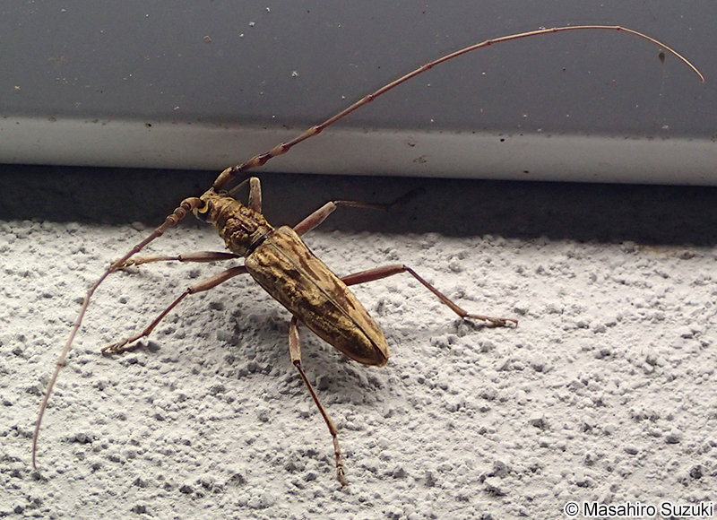 キマダラミヤマカミキリ Aeolesthes chrysothrix chrysothrix