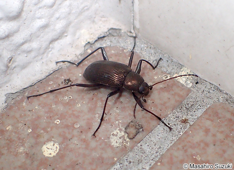 キマワリ Plesiophthalmus nigrocyaneus