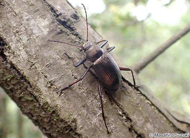 キマワリ Plesiophthalmus nigrocyaneus