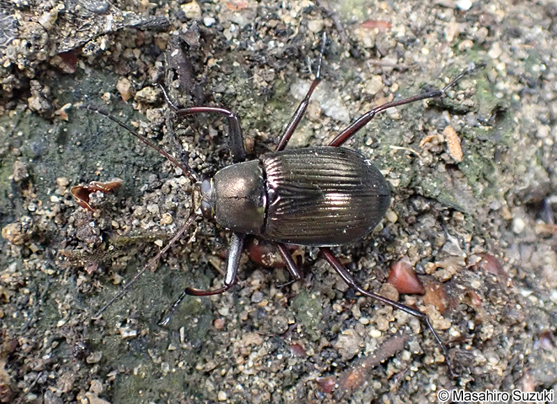 キマワリ Plesiophthalmus nigrocyaneus