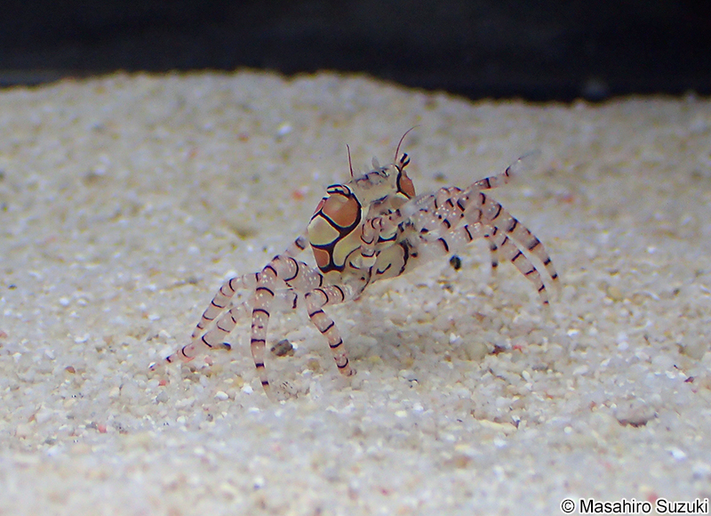 キンチャクガニ　Lybia tessellata