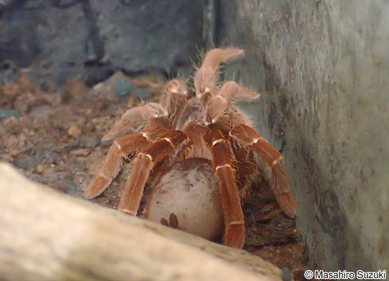 キングバブーン Pelinobius muticus