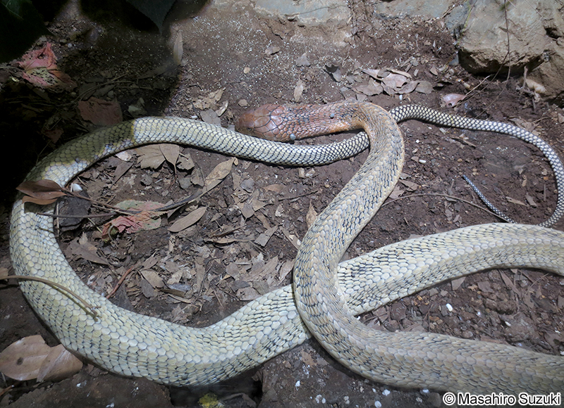キングコブラ Ophiophagus hannah