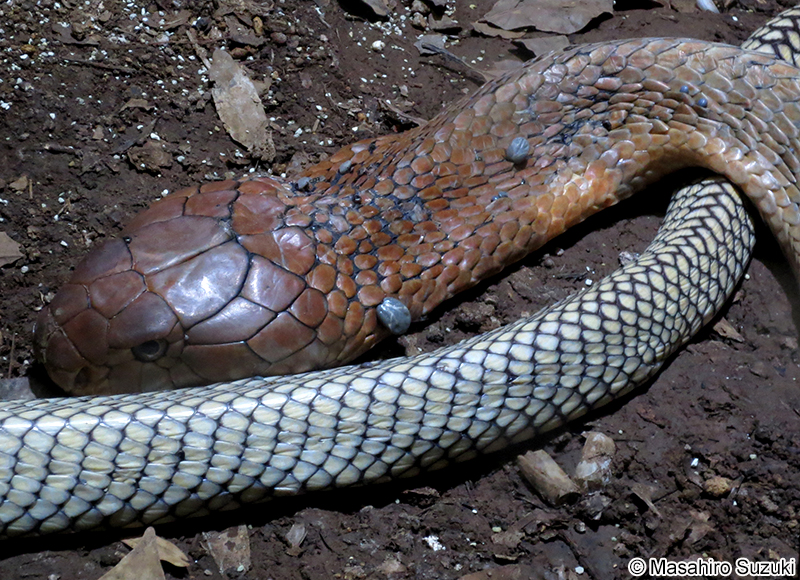キングコブラ Ophiophagus hannah