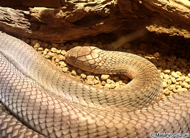 キングコブラ Ophiophagus hannah