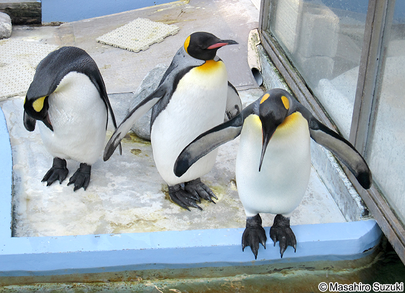 キングペンギン Aptenodytes patagonicus