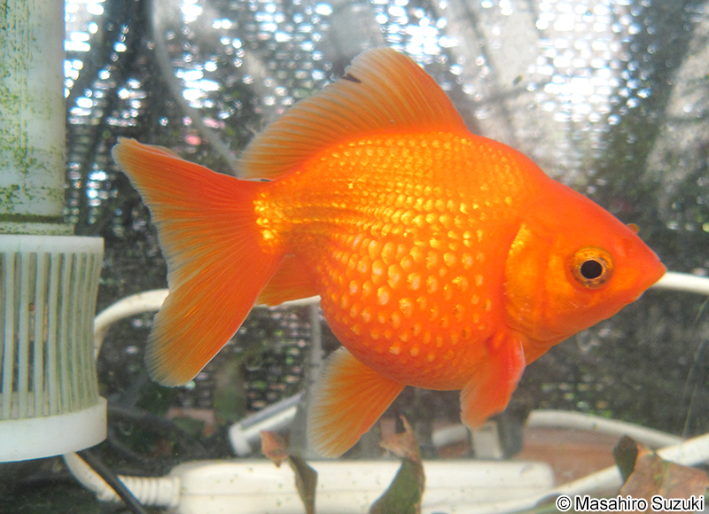 琉金（リュウキン）