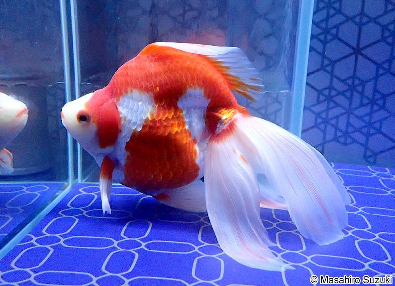 琉金（リュウキン）