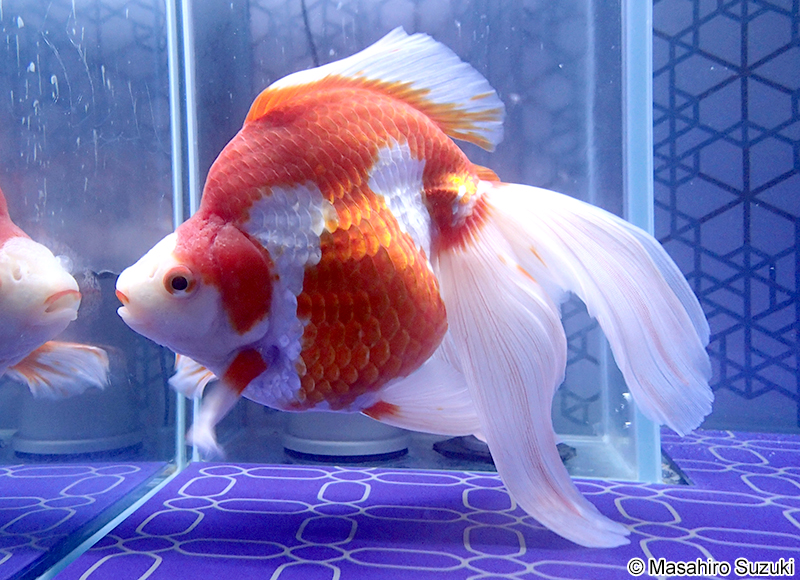 琉金（リュウキン）