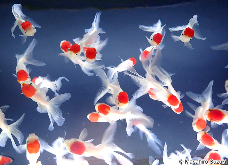 丹頂（タンチョウ）