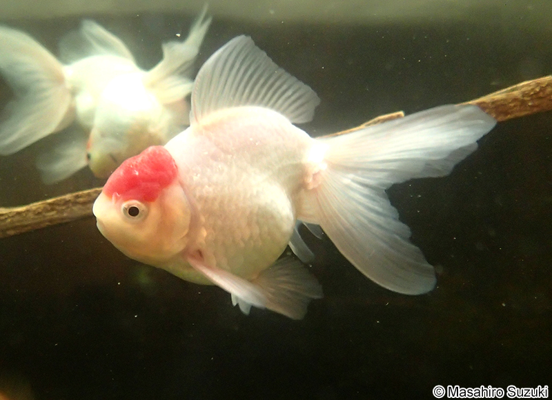 丹頂（タンチョウ）