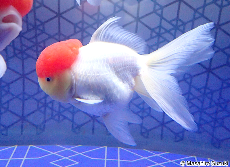 丹頂（タンチョウ）