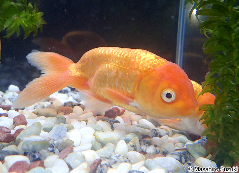 秋錦（シュウキン）