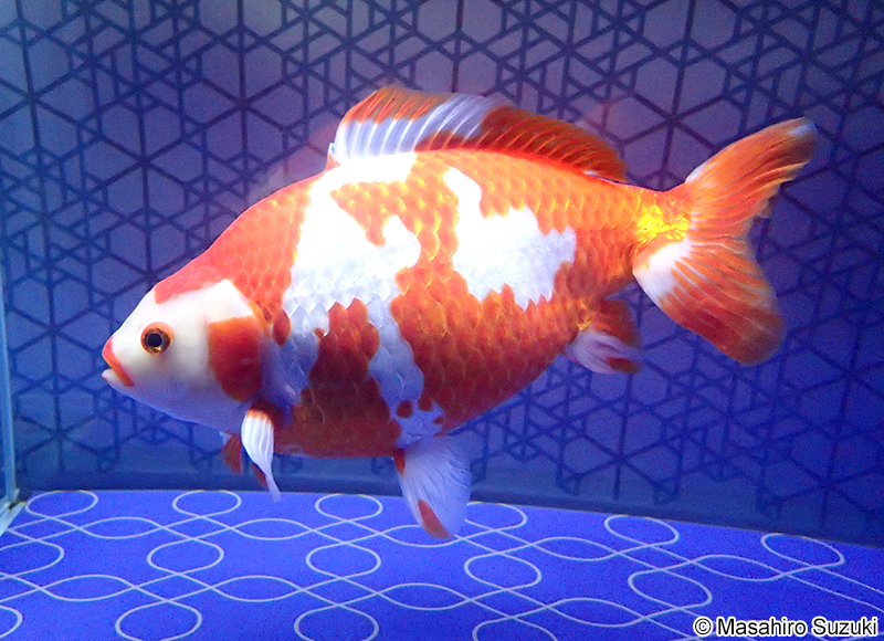 和金（ワキン）