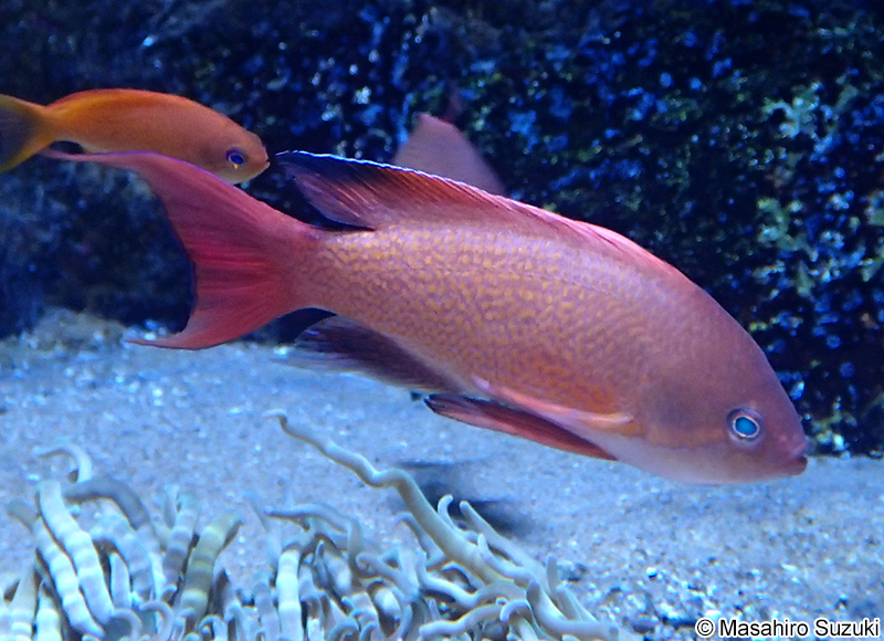 キンギョハナダイ Pseudanthias squamipinnis