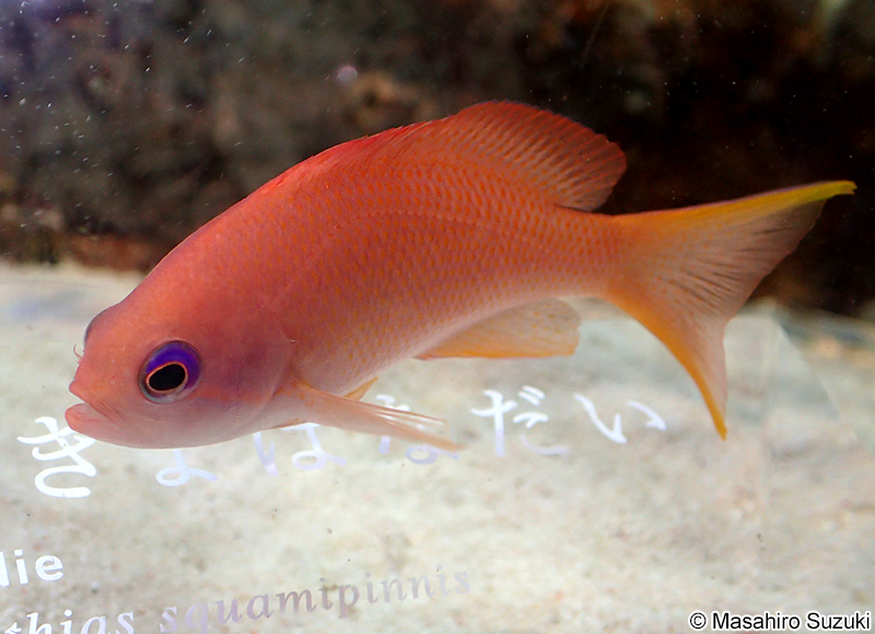 キンギョハナダイ Pseudanthias squamipinnis