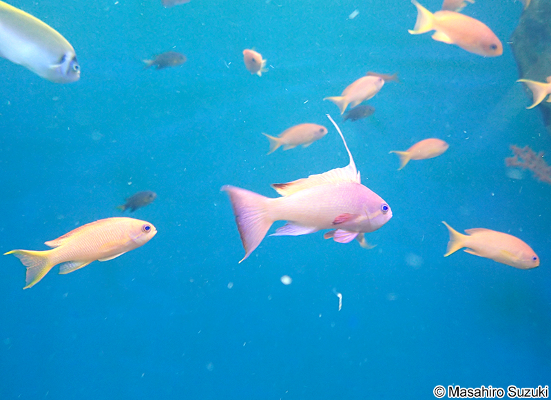 キンギョハナダイ Pseudanthias squamipinnis