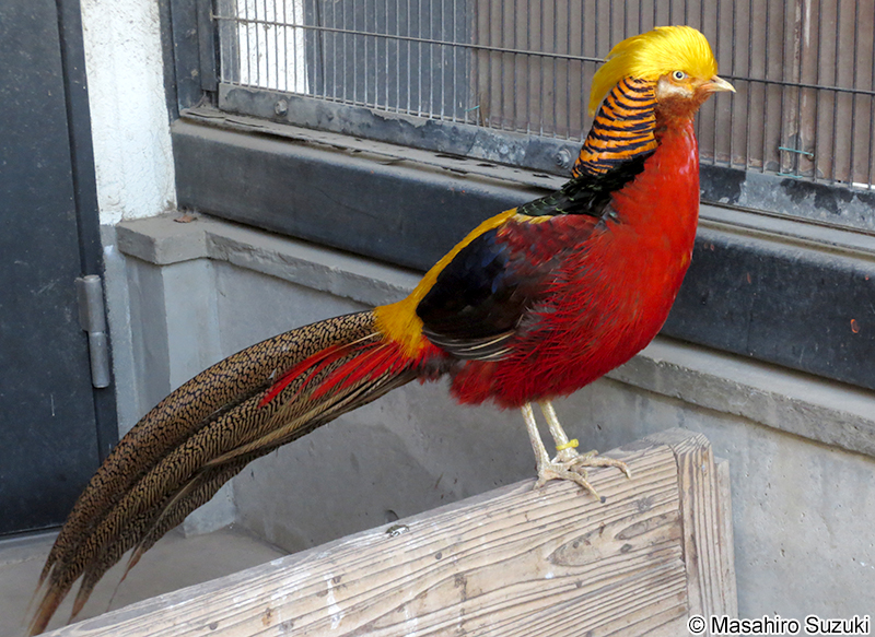 キンケイ Chrysolophus pictus