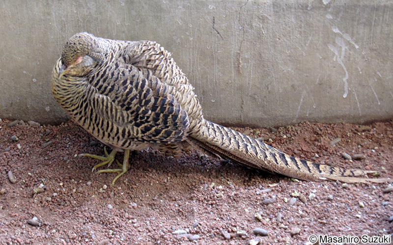 キンケイ Chrysolophus pictus