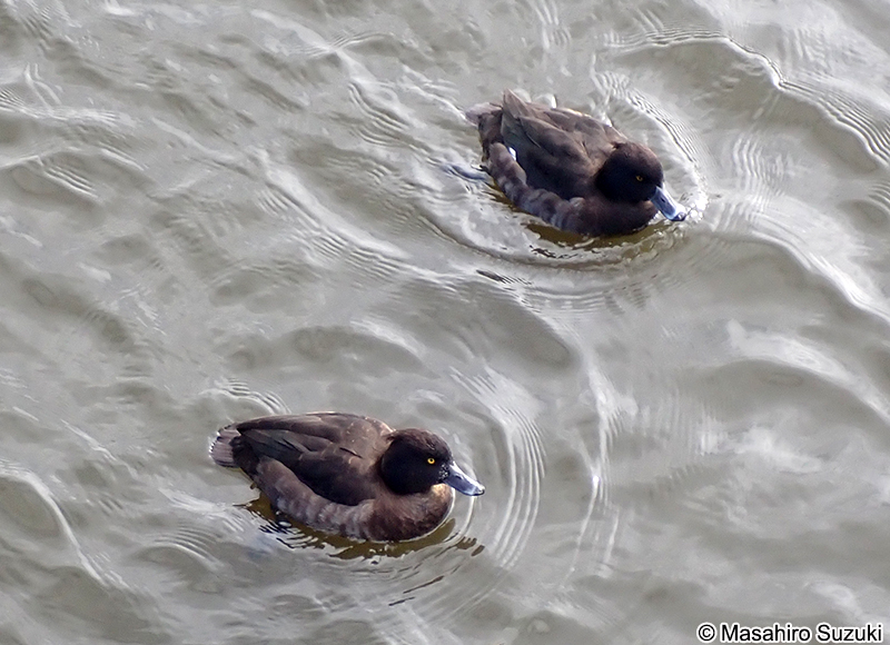 キンクロハジロ Aythya fuligula