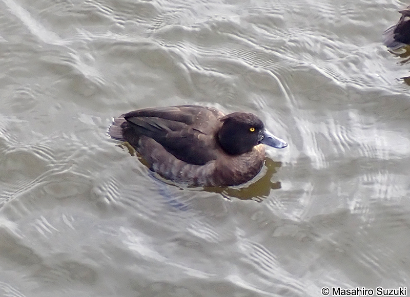 キンクロハジロ Aythya fuligula