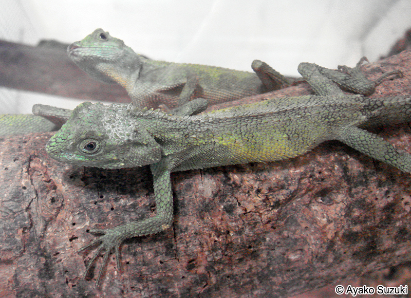 オキナワキノボリトカゲ Japalura polygonata