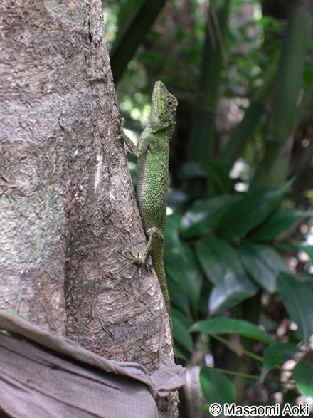 オキナワキノボリトカゲ Japalura polygonata