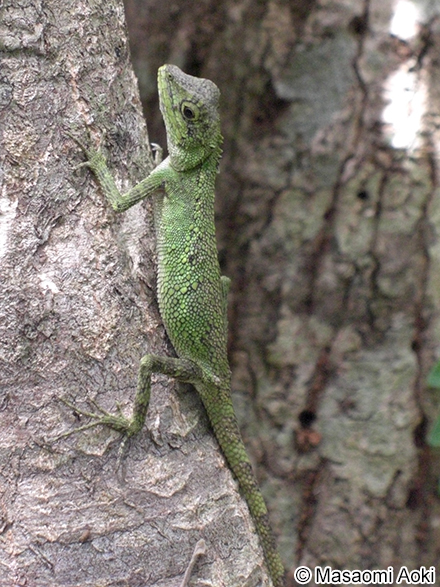 オキナワキノボリトカゲ Japalura polygonata