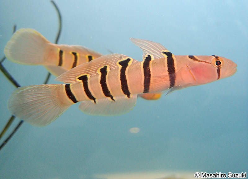 キヌバリ Pterogobius elapoide