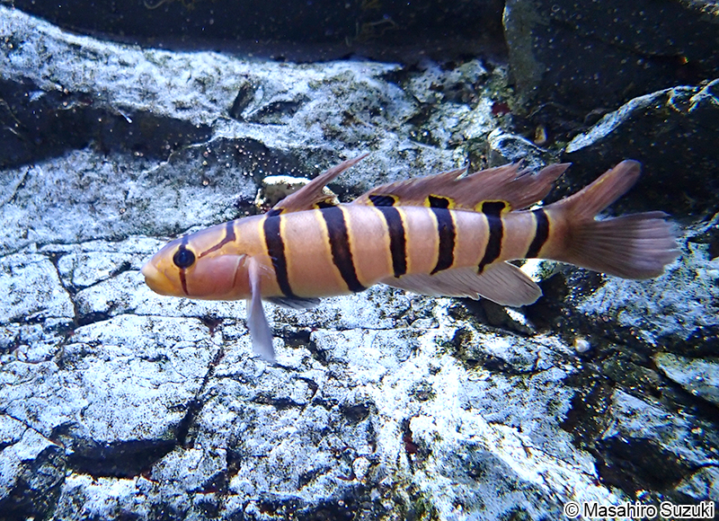 キヌバリ Pterogobius elapoide