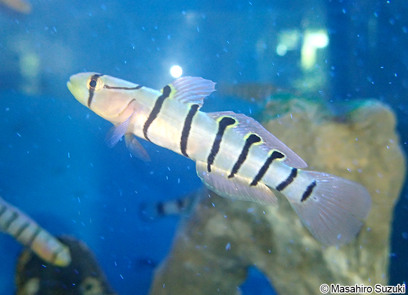キヌバリ Pterogobius elapoide