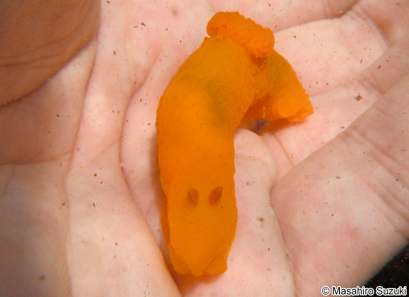キヌハダウミウシ Gymnodoris inornata