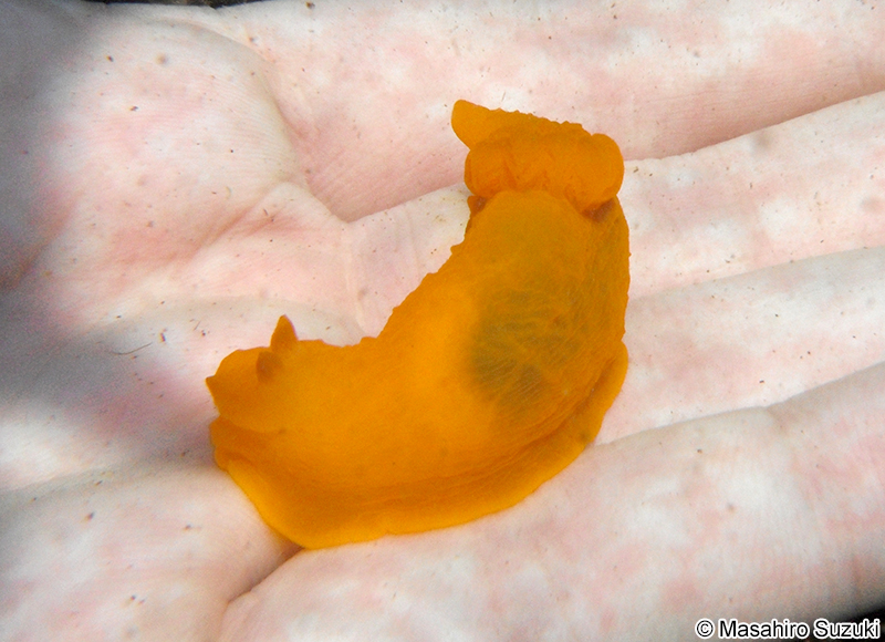 キヌハダウミウシ Gymnodoris inornata