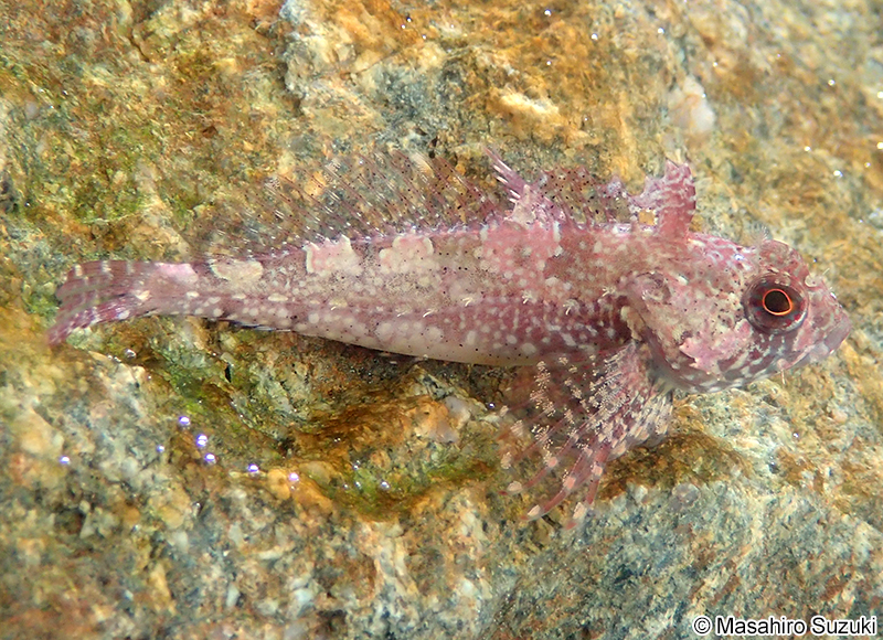 キヌカジカ Furcina osimae