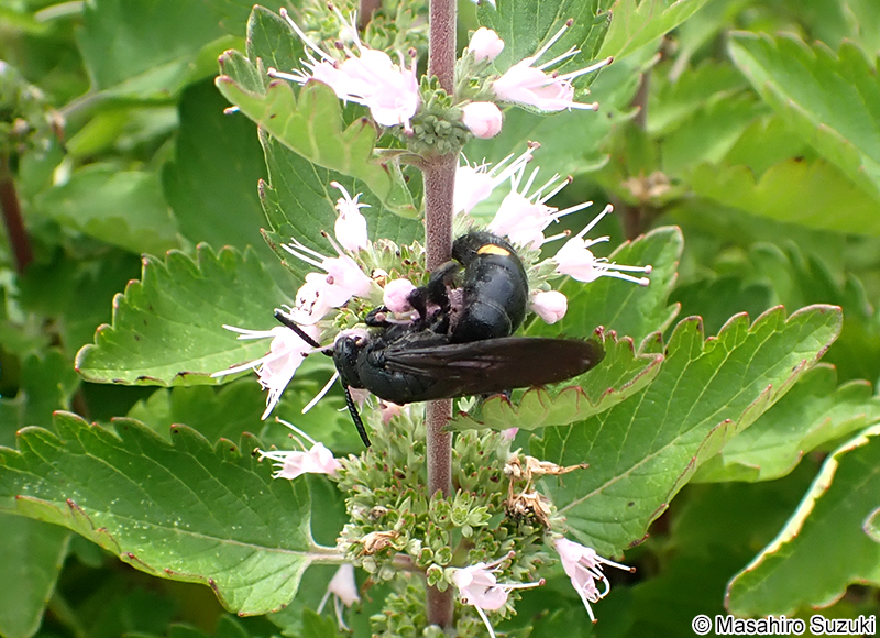 キオビツチバチ Scolia oculata