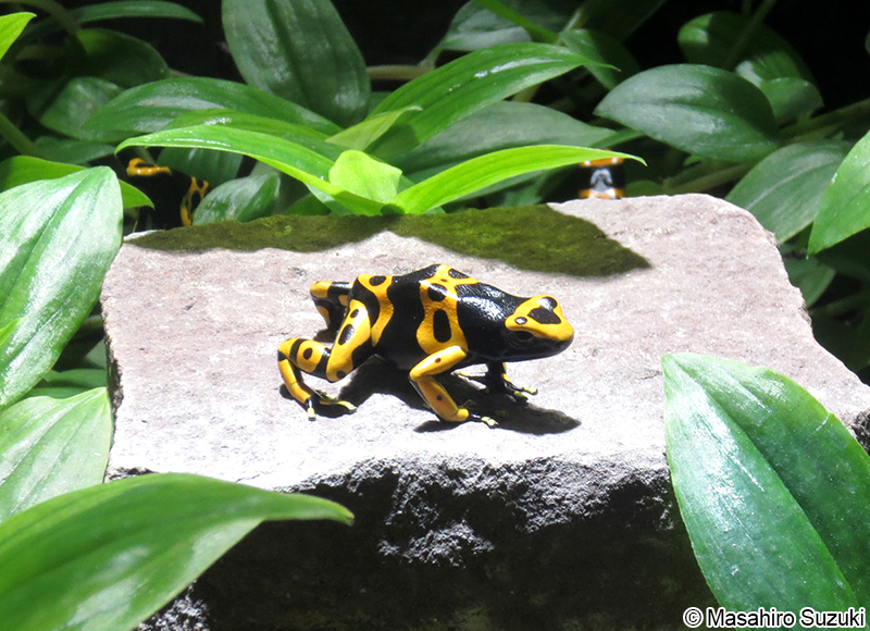 キオビヤドクガエル Dendrobates leucomelas