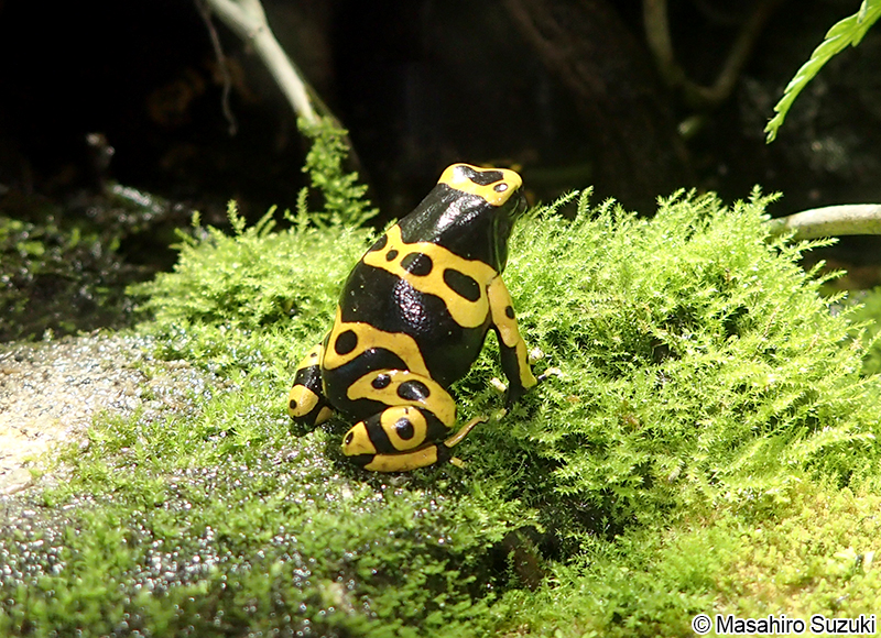 キオビヤドクガエル Dendrobates leucomelas