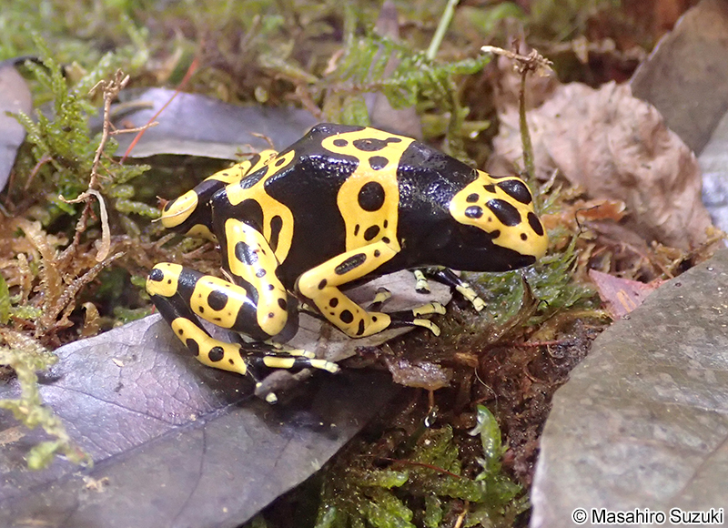 キオビヤドクガエル Dendrobates leucomelas