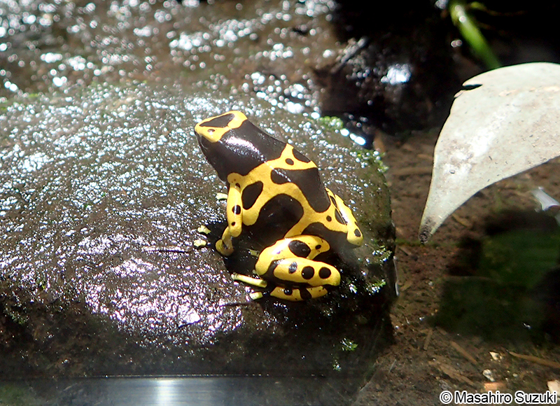 キオビヤドクガエル Dendrobates leucomelas