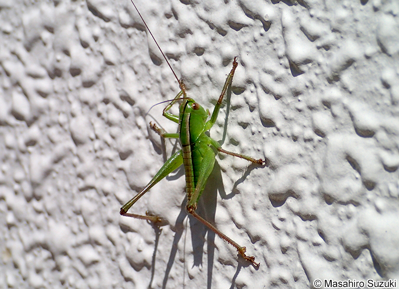 ヒガシキリギリスの幼虫